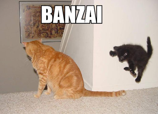banzai-cat.jpg